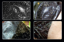 2017 10PCS Nose Pore Removal Deep Cleansing Strips Blackhead Remover Acne Treatment Peel Off Black head Nose Sticker Maquiagem